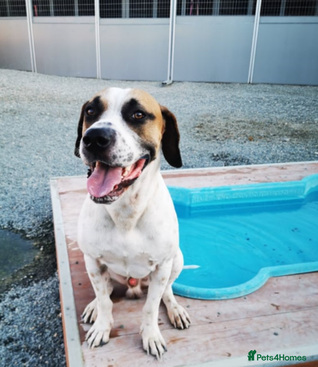 Pointer dogs for adoption: Jeffrey - gentle giant seeks forever cuddles! - Image 10