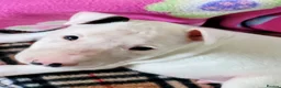 English Bull Terrier dogs for sale: BEAUTIFUL English BULL TERRIER PUPS  - Advert 5