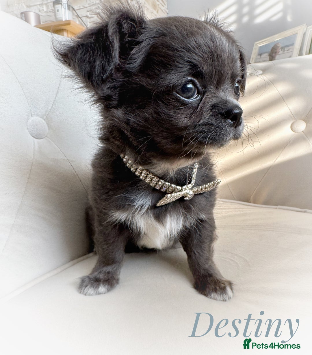 Chihuahua dogs for sale: KC long coat quality chihuahua Licensed breeder - Image 16