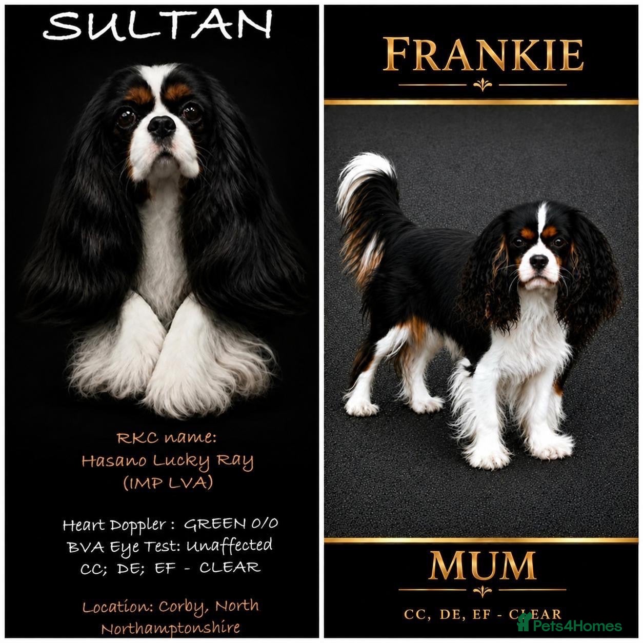 Cavalier King Charles Spaniel dogs Exceptional cavalier King Charles puppies  - Advert 1