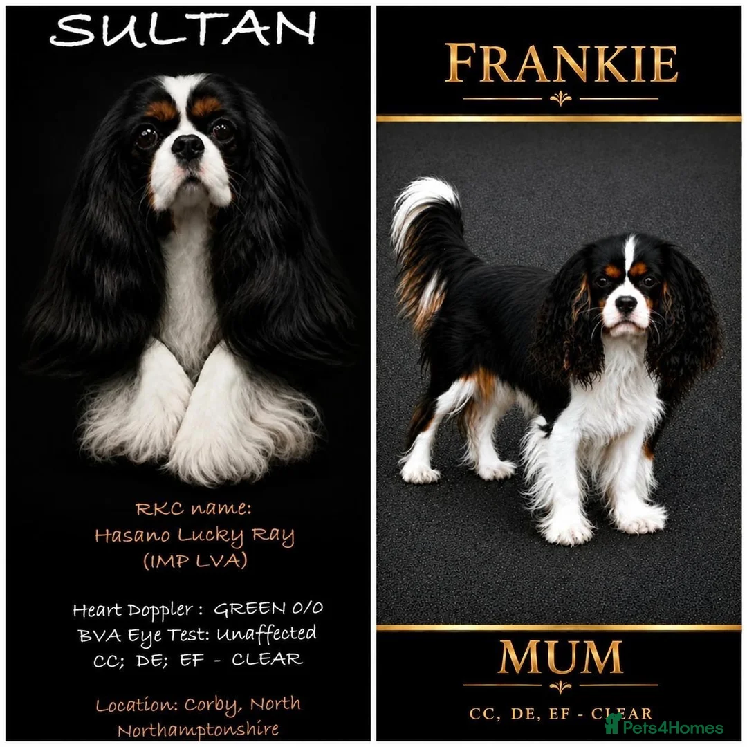 Cavalier King Charles Spaniel dogs for sale: Exceptional cavalier King Charles puppies  - Advert 1