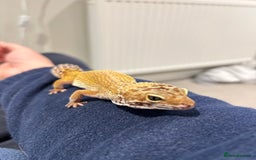 Leopard Gecko reptiles for sale: Leopard Gecko and Viv for Sale - Image 3