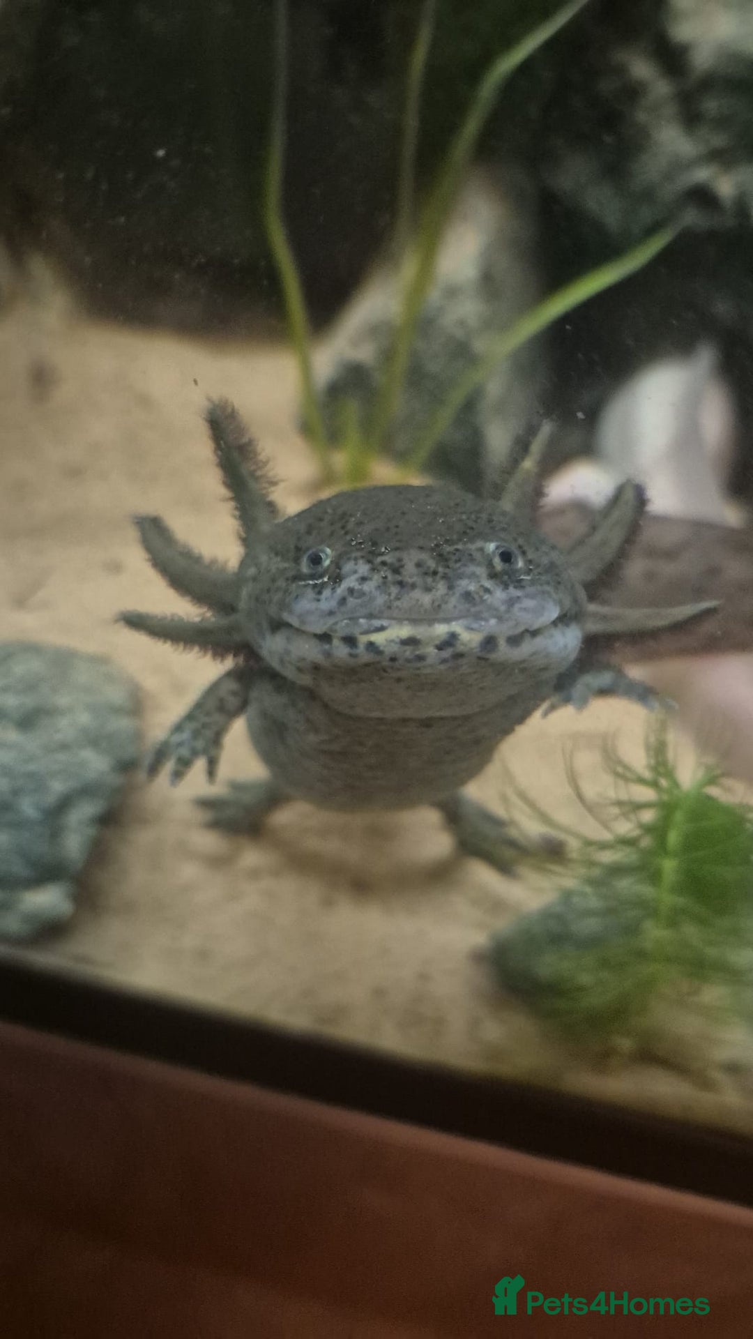 Axolotl reptiles for sale: 10 Axolotls eggs for sale  - Image 4