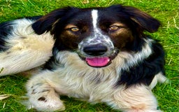 Border Collie dogs for adoption: Oliver’s Story: One Hour From Death - Image 1