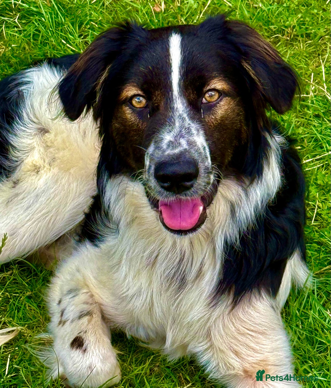Border Collie dogs for adoption: Oliver’s Story: One Hour From Death - Image 1