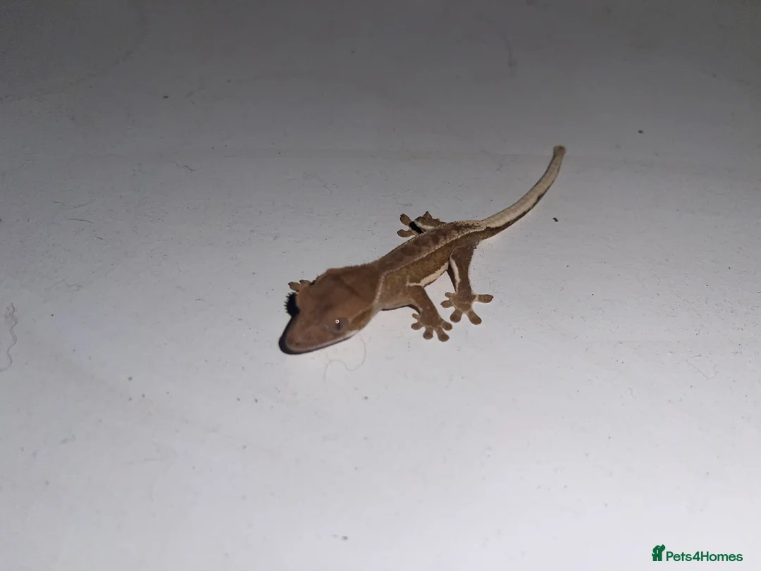 Gecko reptiles for sale: 3 red phantom Lilly white for sale  - Advert 3