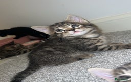 Mixed Breed cats for sale: 4 Beautiful tabby kittens - Image 7