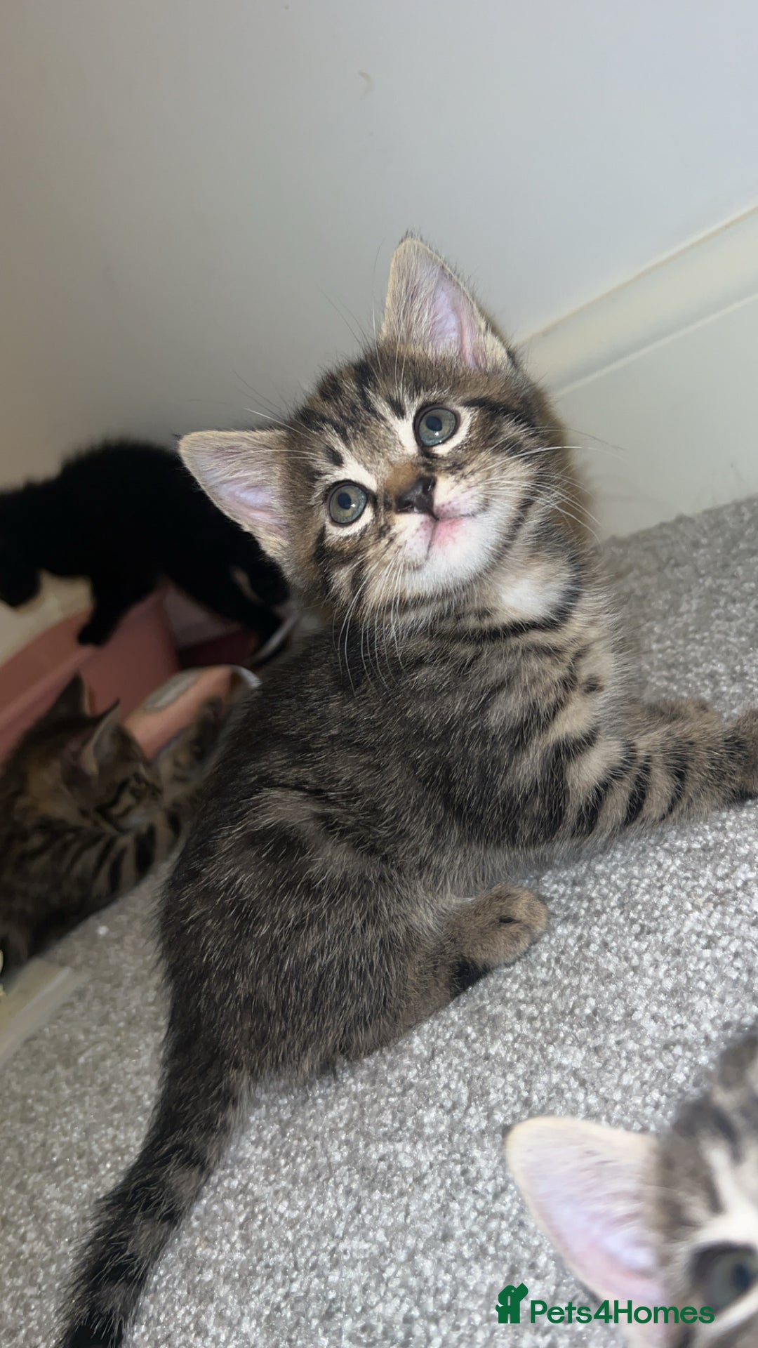 Mixed Breed cats for sale: 4 Beautiful tabby kittens - Image 7