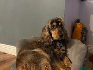 Cocker Spaniel dogs For Stud only Northampton - Advert 16