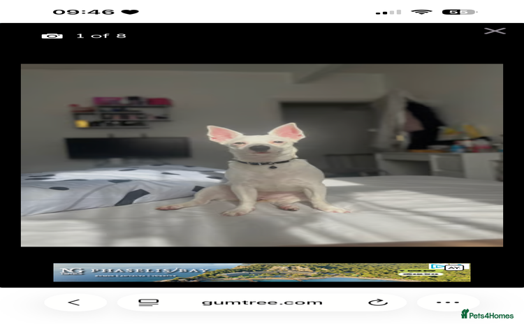 Jack Russell dogs - Advert 2