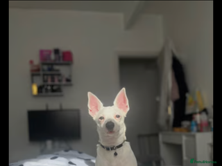 Jack Russell dogs - Advert 4