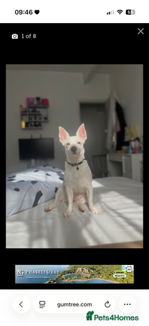 Jack Russell dogs - Advert 2