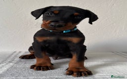 Dobermann dogs for sale: European Doberman Puppies - Champion Bloodline - Image 8