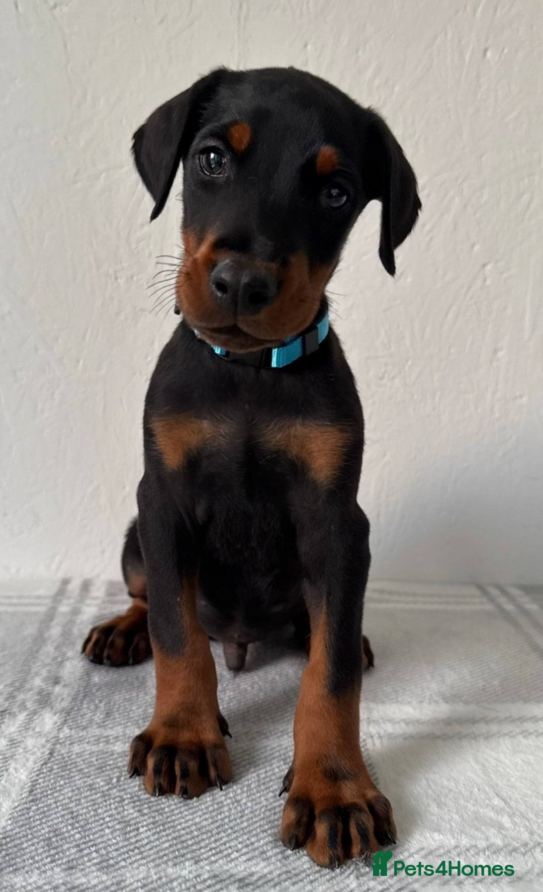 Dobermann dogs for sale: European Doberman Puppies - Champion Bloodline - Image 8
