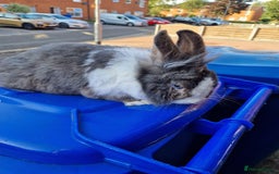 Lionhead rabbits for sale: Adult female rabbits  - Image 2