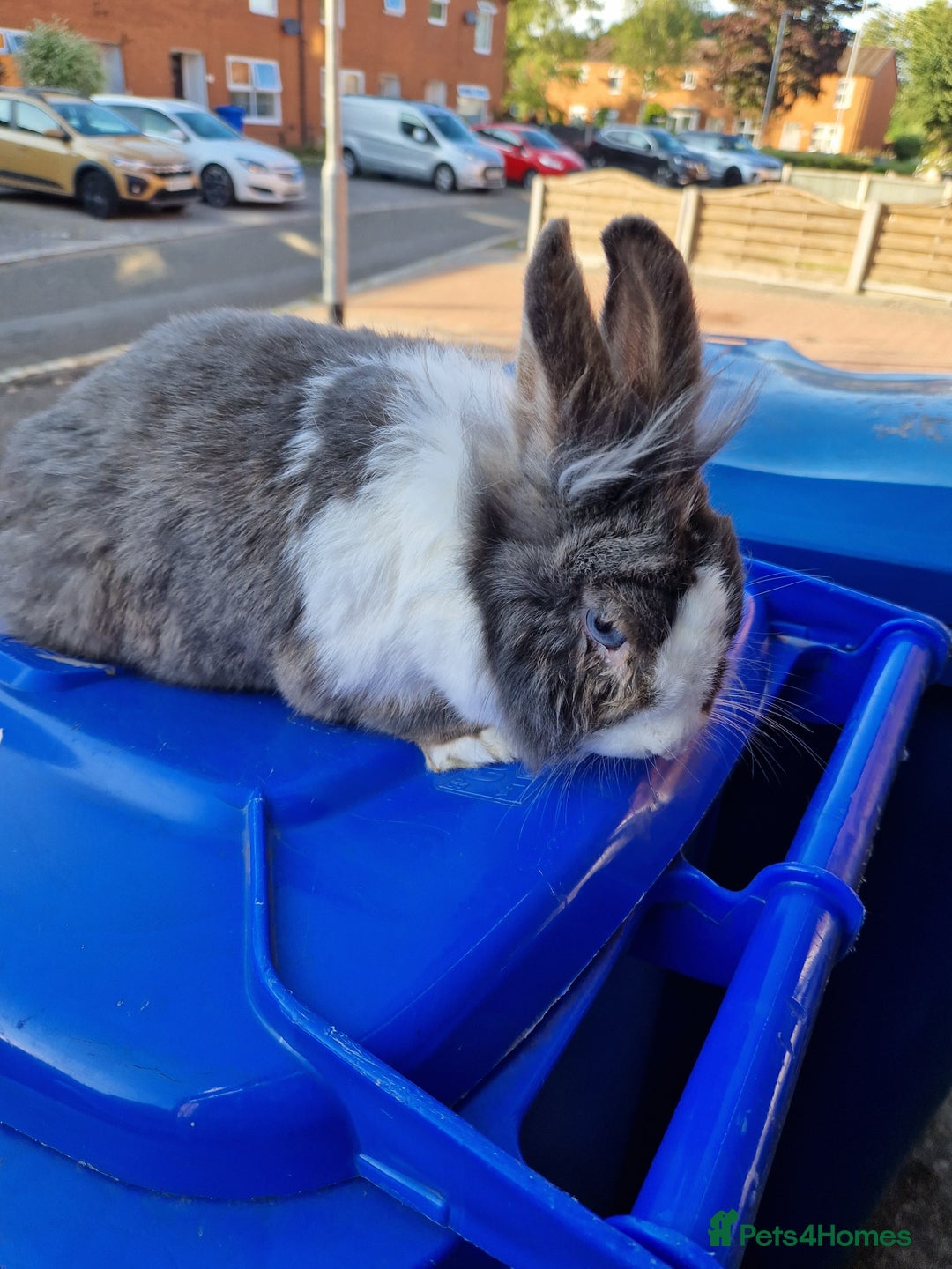 Lionhead rabbits for sale: Adult female rabbits  - Image 2