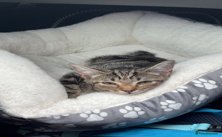 Mixed Breed cats - Advert 7