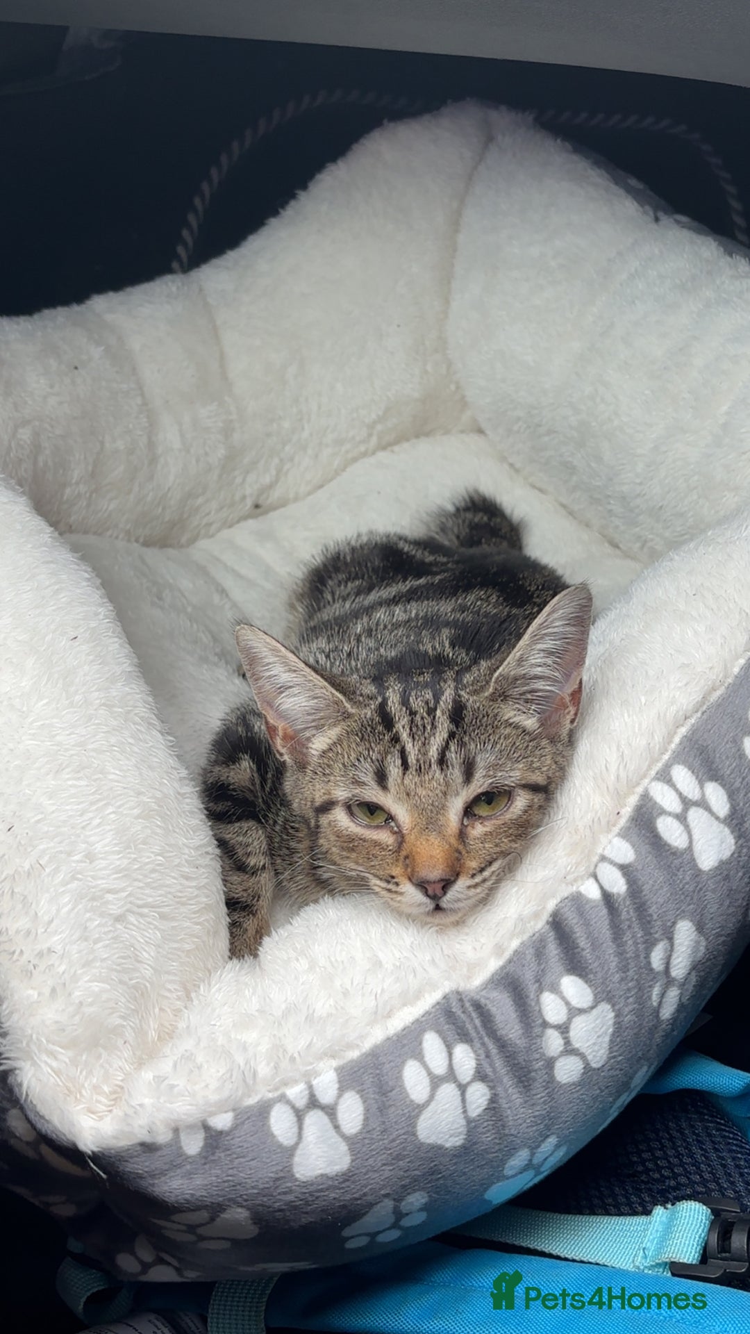 Mixed Breed cats for sale: Tabby kitten - Image 1