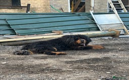 Tibetan Mastiff dogs for sale: Gorgeous Male Tibetan mastiff  in Ibstock - Image 5