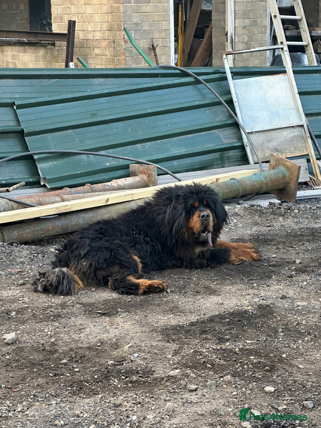 Tibetan Mastiff dogs for sale: Gorgeous Male Tibetan mastiff  in Ibstock - Image 5