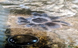 Tarantulas invertebrates for sale: Tarantulas at a reduced price in Salford - Image 1