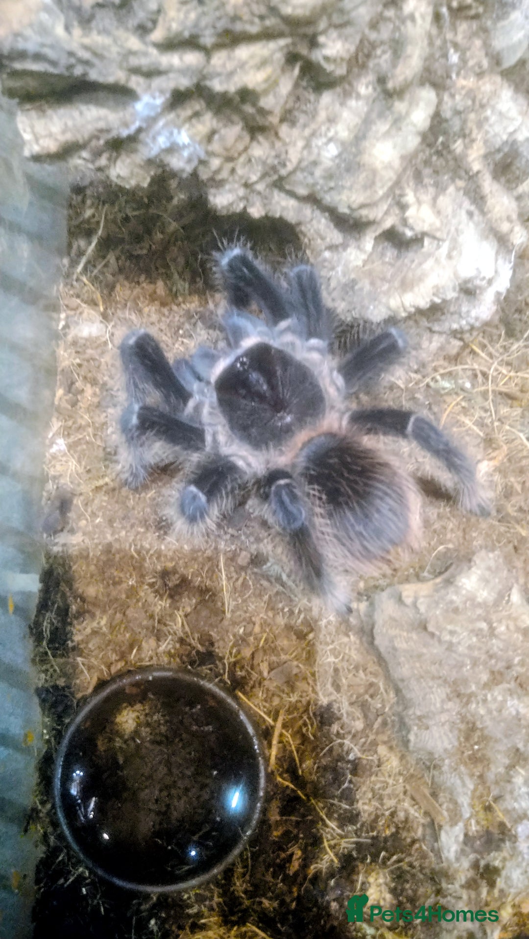 Tarantulas invertebrates for sale: Tarantulas at a reduced price in Salford - Image 1