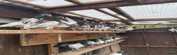 Pigeons birds for sale: Pakistani high flyers for sale  - Advert 5