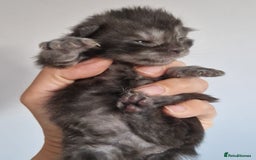 Maine Coon cats for sale: Smoke Russian Line Mainecoons - Image 1