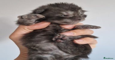 Maine Coon cats - Advert 4