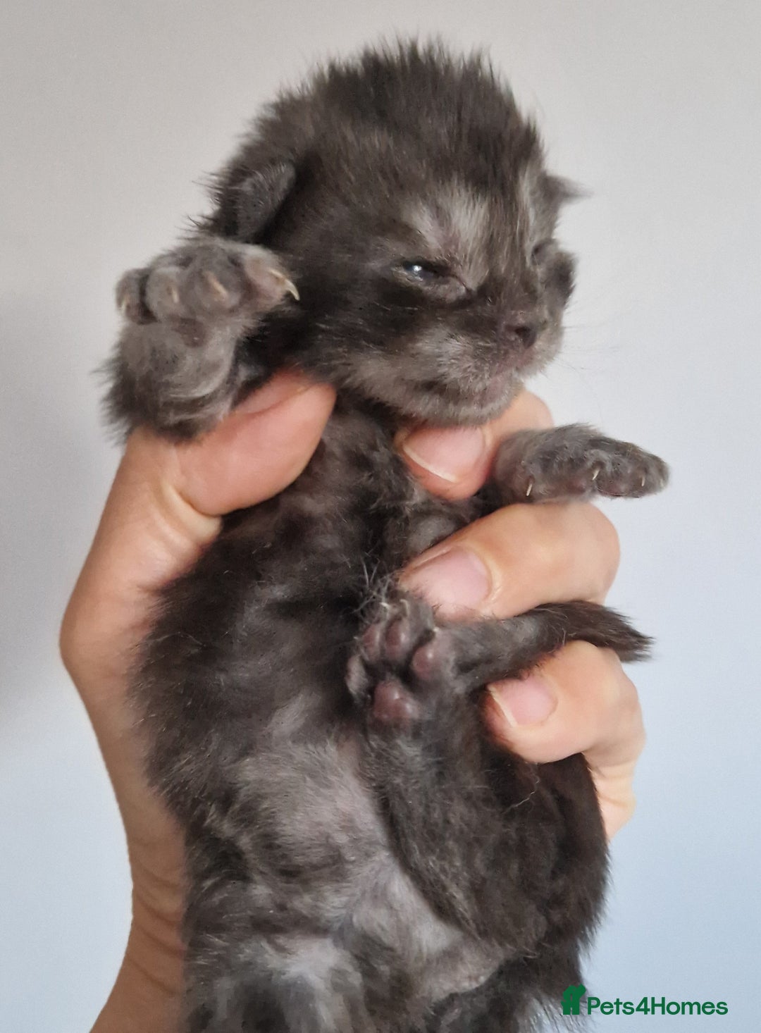 Maine Coon cats for sale: Smoke Russian Line Mainecoons - Image 1