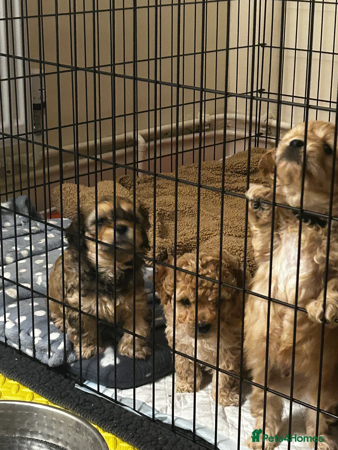 Cavapoochon dogs for sale: Three Cavapoochon Boys left - Advert 21