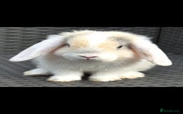 Mini Lop rabbits for sale: Blue harl split mini lop doe - Image 9