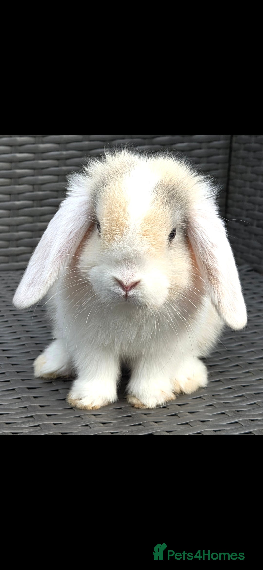 Mini Lop rabbits for sale: Blue harl split mini lop doe - Image 9