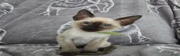 Siamese cats for sale: Adorable siamese kittens - Advert 6