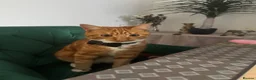 Mixed Breed cats for sale: Playful ginger boy Sheldon needs new loving home in Walsall - Advert 5