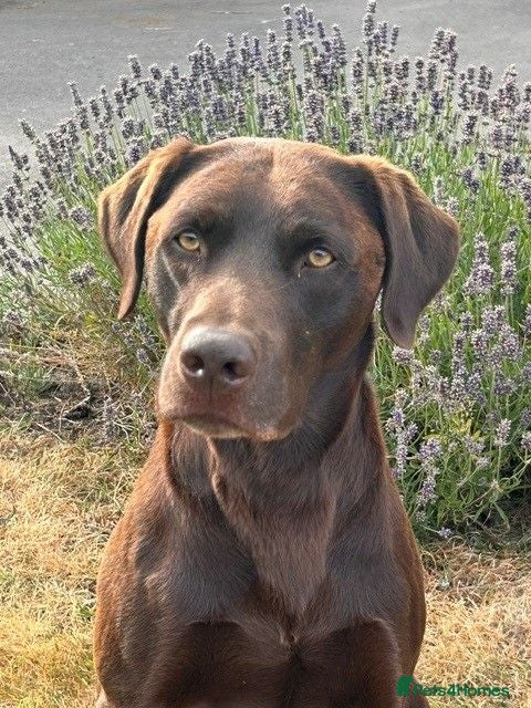 Labrador Retriever dogs Handsome Pedigree Chocolate KC registered Lab - Advert 1