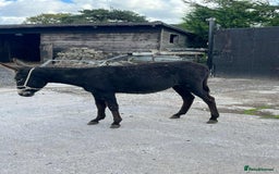 Donkey livestock for sale: Jenny donkey  - Image 3