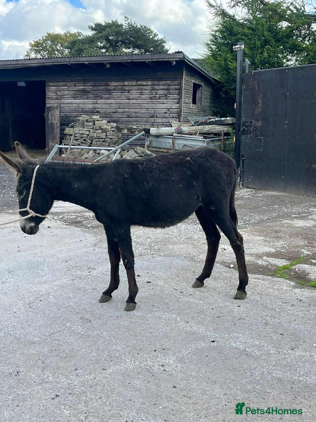 Donkey livestock for sale: Jenny donkey  - Image 3