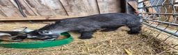 Goats livestock for sale: Disbudded wether PYGMY GOAT kid - Advert 4