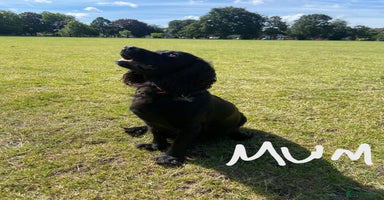 Cocker Spaniel dogs Working Cocker Spaniels - Advert 6