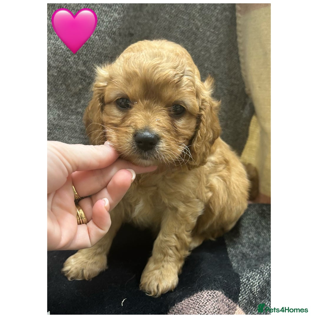 Cavapoo dogs for sale: Beautiful fully DNA tested Cavapoo's  - Image 16