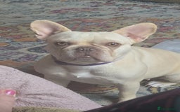 French Bulldog dogs for sale: Cream/Platinum 3.5 yr old French Bulldog - Image 1