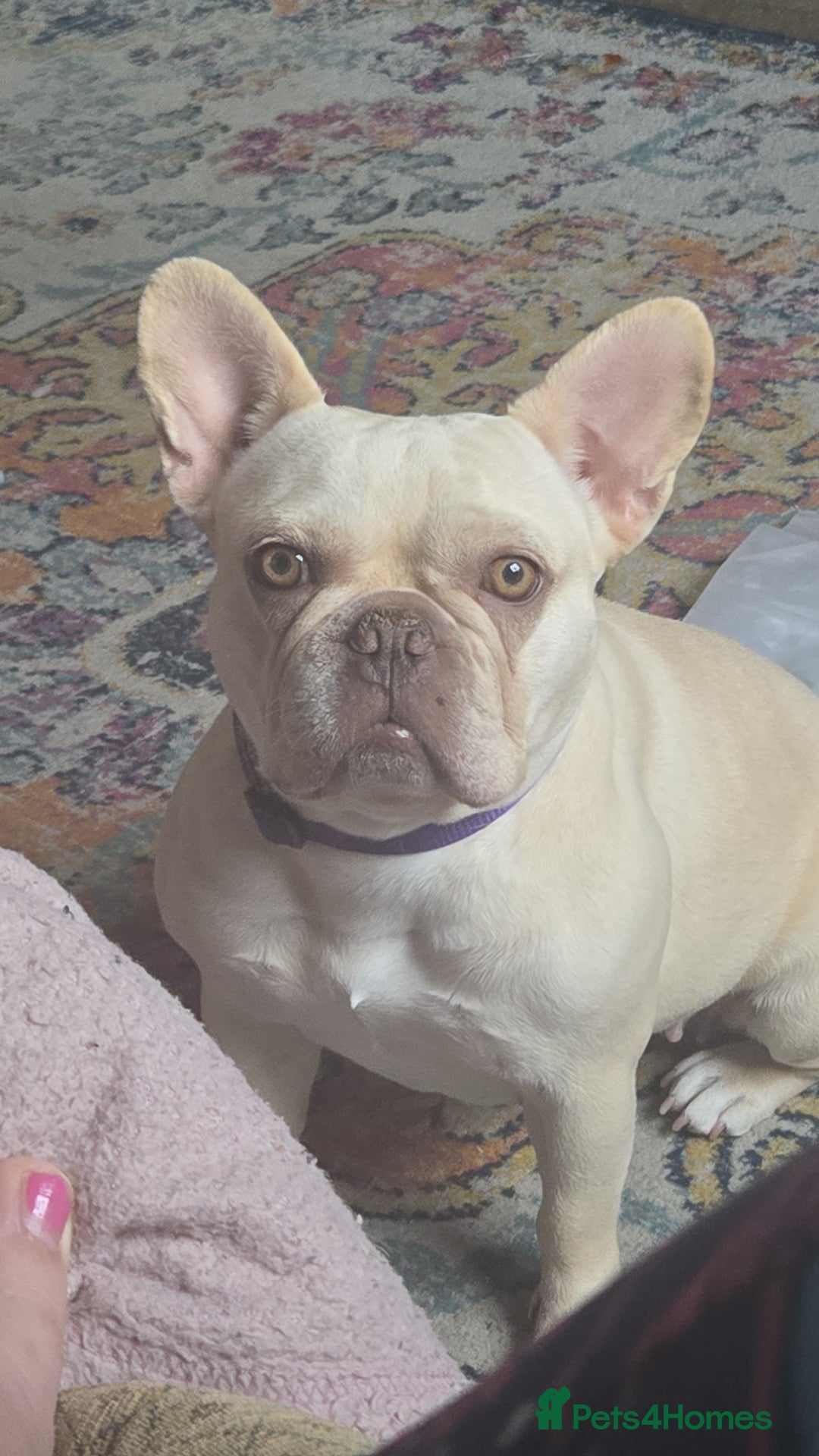 French Bulldog dogs for sale: Cream/Platinum 3.5 yr old French Bulldog - Image 1