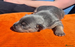 Jack Russell dogs for sale: Miniature Lilac & Blue Jack Russell puppies  - Image 4