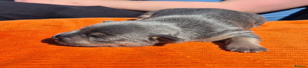 Jack Russell Blue Puppy 5