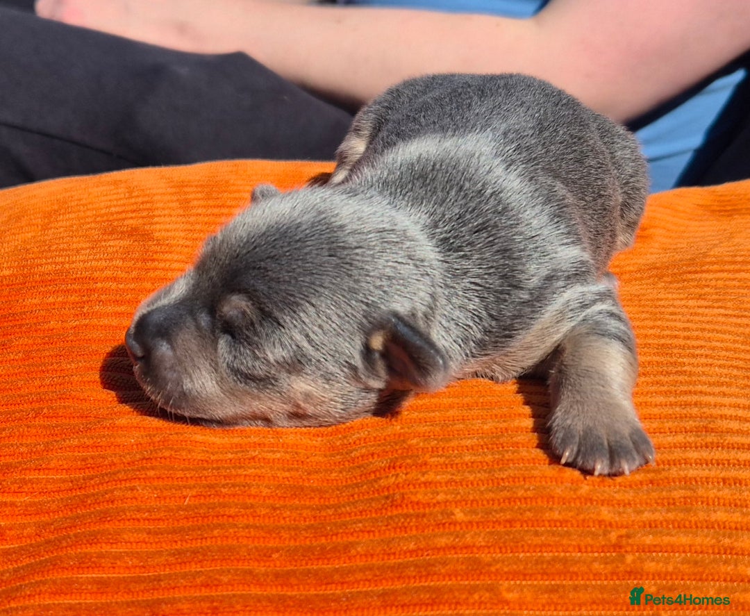 Jack Russell dogs for sale: Miniature Lilac & Blue Jack Russell puppies  - Image 4
