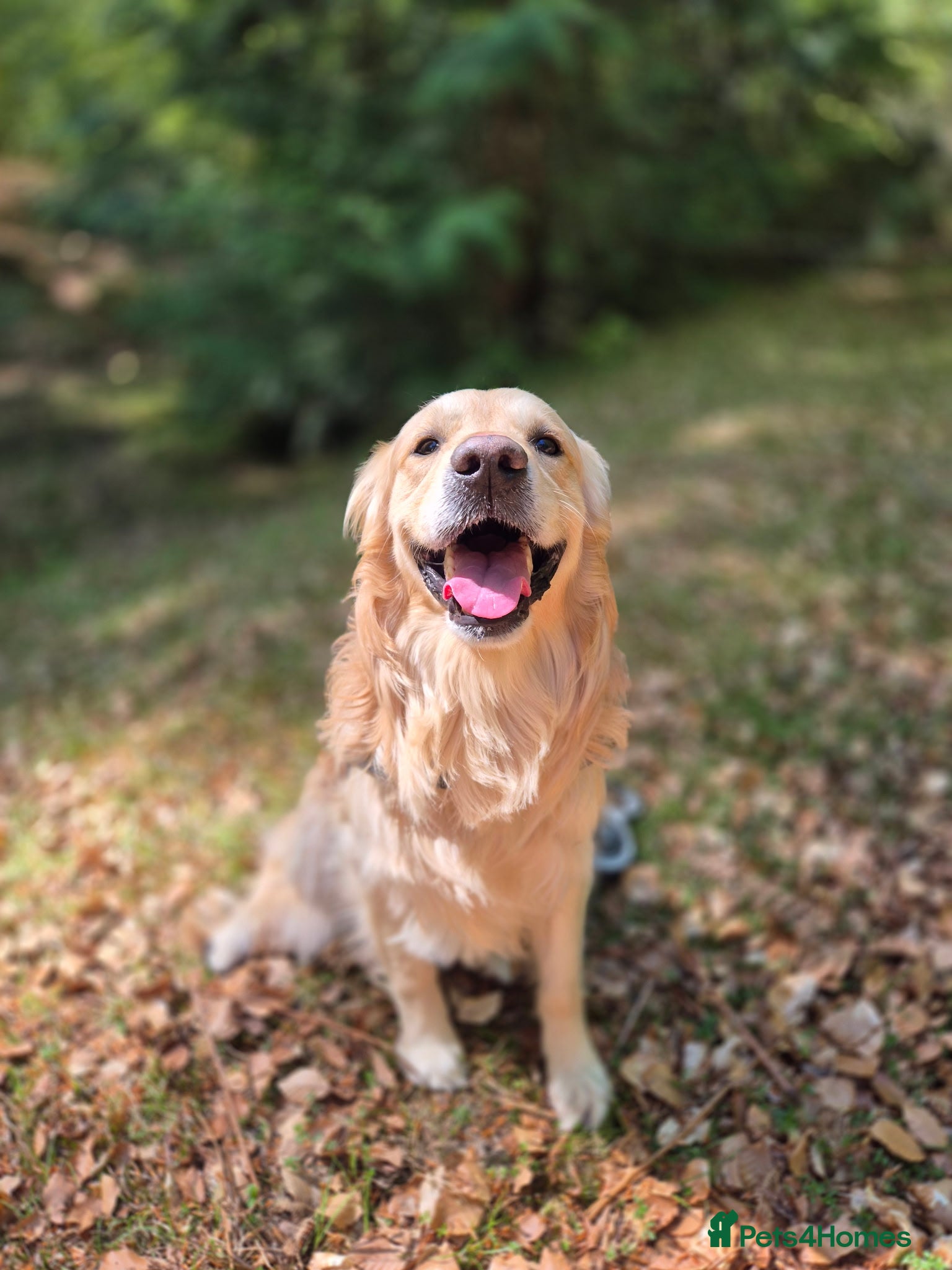 Golden Retriever dogs Golden retriever stud  - Advert 4