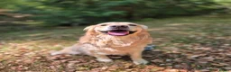 Golden Retriever dogs for stud: Golden retriever stud  - Advert 1