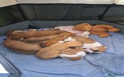 Jack Russell dogs for sale: Jack Russell for sale - Image 2