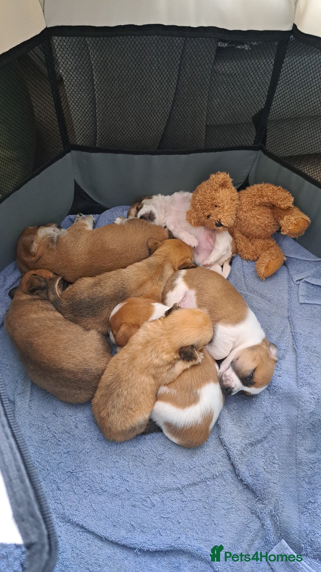 Jack Russell dogs for sale: Jack Russell for sale - Image 2